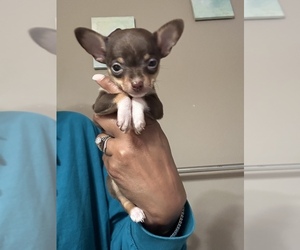 Chihuahua Puppy for sale in GREENWOOD, FL, USA