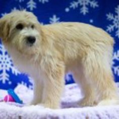 Soft Coated Wheaten Terrier Puppy for sale in LEETONIA, OH, USA