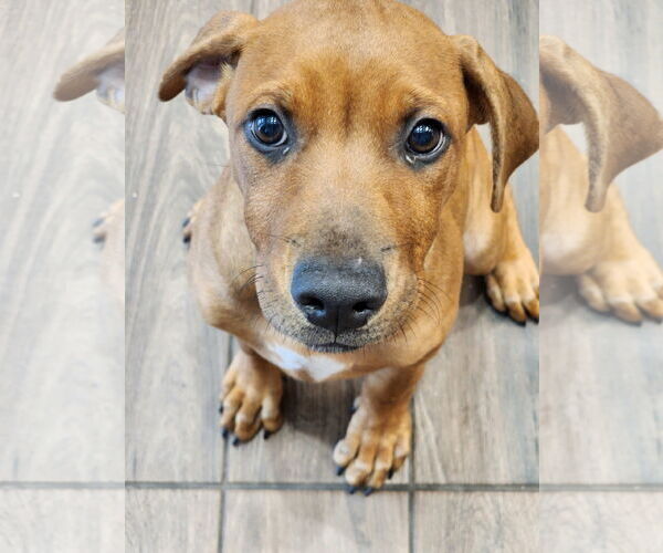 Medium Photo #3 Rhodesian Ridgeback-Unknown Mix Puppy For Sale in Hilton Head, SC, USA