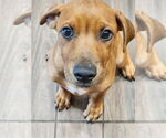 Small #2 Rhodesian Ridgeback Mix