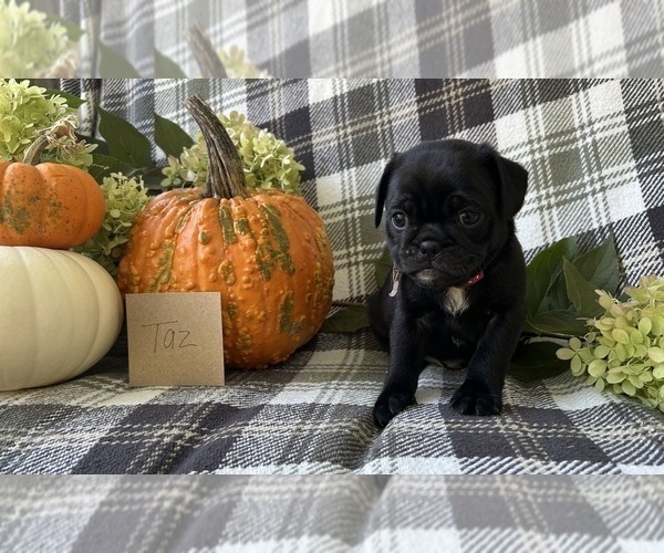Medium Photo #4 Puggle Puppy For Sale in ELKTON, VA, USA