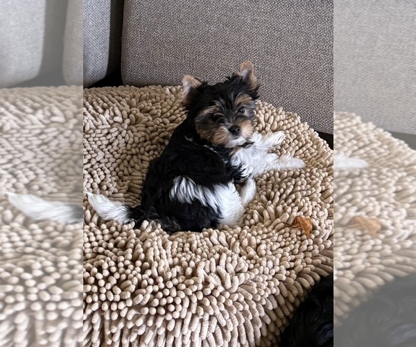 Medium Photo #4 Biewer Terrier Puppy For Sale in DARLINGTON, SC, USA