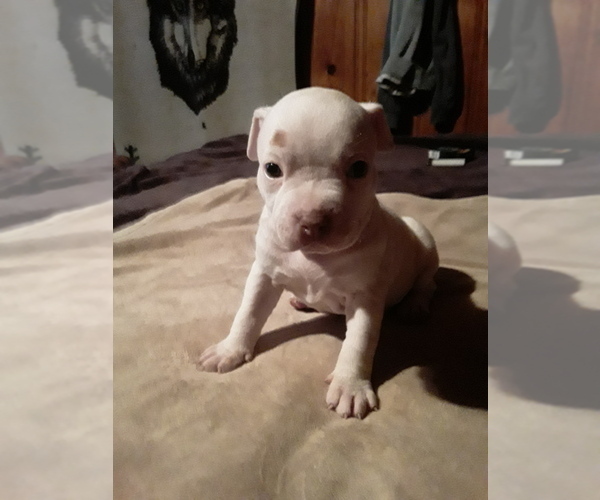 Medium Photo #1 Bullypit Puppy For Sale in CLAYTON, NM, USA