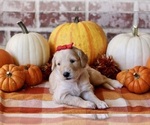 Small #2 Goldendoodle