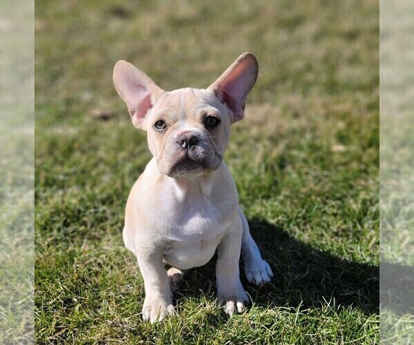 Medium Photo #1 French Bulldog Puppy For Sale in NISKAYUNA, NY, USA