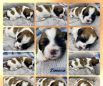 Small Photo #3 Zuchon Puppy For Sale in HOHENWALD, TN, USA