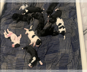 Bernedoodle Litter for sale in MILFORD, NJ, USA