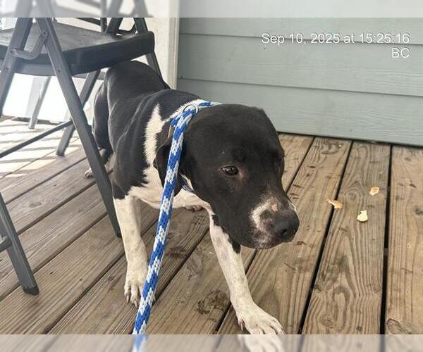 Medium Photo #1 American Pit Bull Terrier-Unknown Mix Puppy For Sale in Ocala, FL, USA