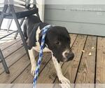 Small American Pit Bull Terrier Mix