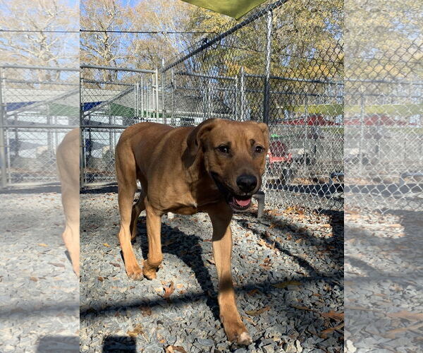 Medium Photo #7 Mutt Puppy For Sale in Woodbury, NY, USA