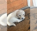 Puppy Purple Collar Goldendoodle-Poodle (Standard) Mix