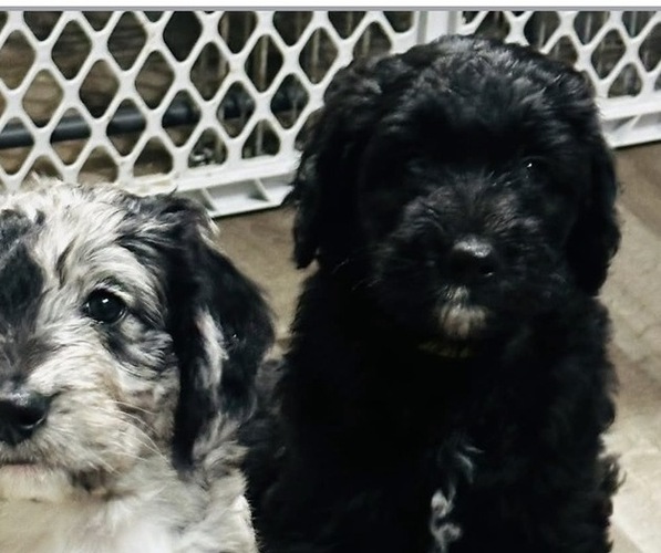 Medium Photo #5 Sheepadoodle Puppy For Sale in BUFFALO, MN, USA