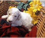 Small Photo #14 Poodle (Standard) Puppy For Sale in THOMASTON, GA, USA