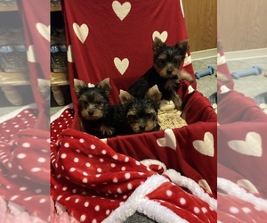 Yorkshire Terrier Puppy for sale in CLEARFIELD, PA, USA