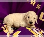 Small Photo #22 Goldendoodle-Poodle (Standard) Mix Puppy For Sale in BATON ROUGE, LA, USA