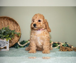 Small Photo #15 Cavapoo Puppy For Sale in DUNDEE, OH, USA