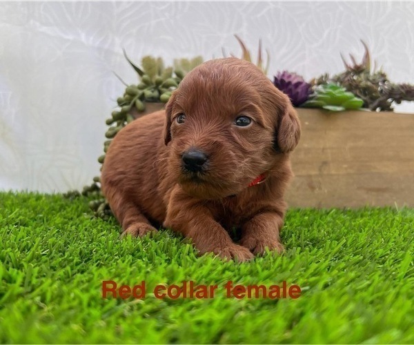 Medium Photo #4 Goldendoodle (Miniature) Puppy For Sale in BAKERSFIELD, CA, USA