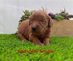 Small #3 Goldendoodle (Miniature)