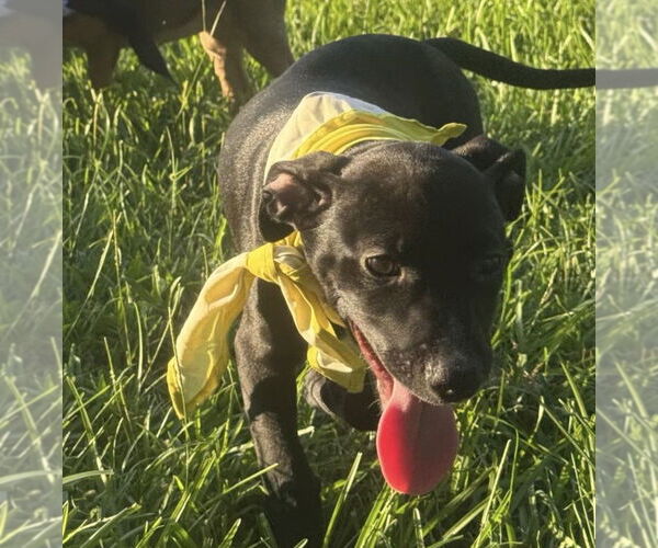 Medium Photo #1 Labrador Retriever-Unknown Mix Puppy For Sale in Oakhurst, NJ, USA