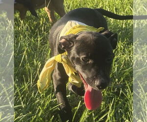 Labrador Retriever-Unknown Mix Dogs for adoption in Oakhurst, NJ, USA