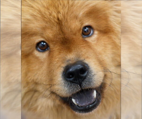 Medium Photo #2 Chow Chow Puppy For Sale in Prescott, Ontario, Canada