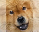 Small #1 Chow Chow