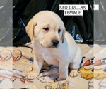 Puppy RED Labrador Retriever