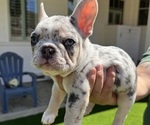 Puppy Puppy 1 French Bulldog