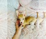 Small Photo #12 Chihuahua Puppy For Sale in ORLANDO, FL, USA
