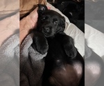 Small Photo #32 Labrador Retriever Puppy For Sale in GIG HARBOR, WA, USA