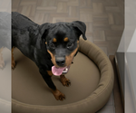 Small #1 Rottweiler