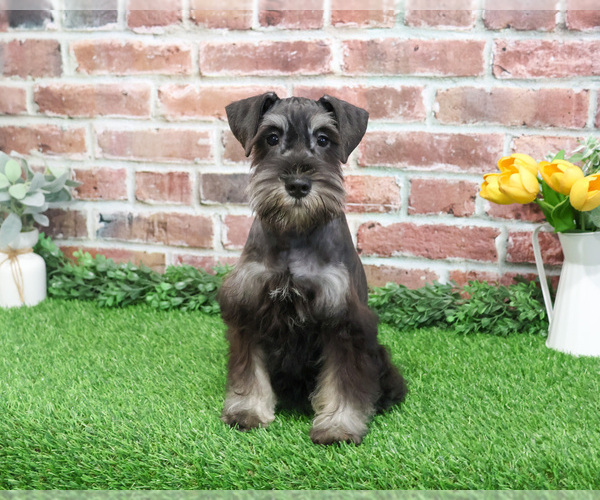 Medium Photo #5 Schnauzer (Miniature) Puppy For Sale in SYRACUSE, IN, USA
