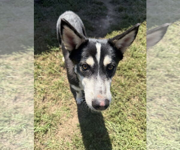 Medium Photo #10 Siberian Husky-Unknown Mix Puppy For Sale in Woodbury, NY, USA