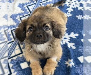 Pekingese-Unknown Mix Dogs for adoption in Dana Point, CA, USA