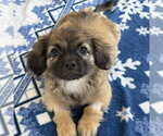 Small Pekingese Mix