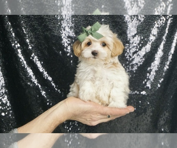Medium Photo #9 Maltipoo Puppy For Sale in WARSAW, IN, USA