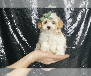 Medium Maltipoo
