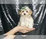 Puppy Austin F1 Maltipoo
