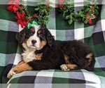 Small Photo #5 Bernese Mountain Dog Puppy For Sale in NEW HOLLAND, PA, USA
