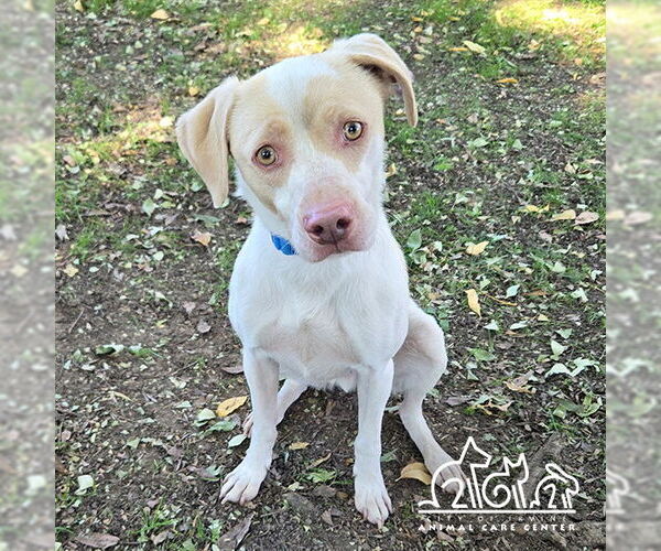 Medium Photo #1 Labbe Puppy For Sale in Irvine, CA, USA