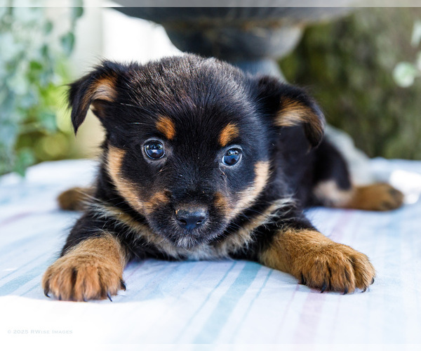 Medium Photo #11 Yoranian Puppy For Sale in WAKARUSA, IN, USA