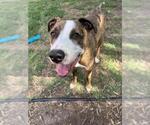 Small #1 American Pit Bull Terrier Mix