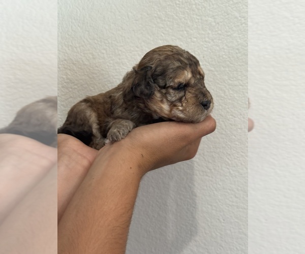 Medium Photo #10 Bernedoodle (Miniature) Puppy For Sale in LONGMONT, CO, USA