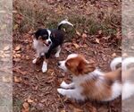 Small Photo #13 Papillon Puppy For Sale in OLA, AR, USA