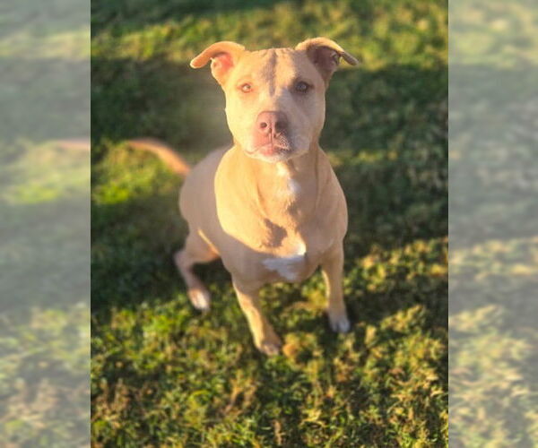 Medium Photo #1 Mutt Puppy For Sale in Riverside, CA, USA