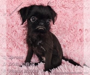 Brussels Griffon Puppy for Sale in TEMPE, Arizona USA