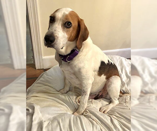 Medium Photo #4 Mutt Puppy For Sale in Lake Wylie, SC, USA
