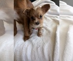 Puppy Cookie Chihuahua