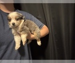 Small #1 Australian Shepherd
