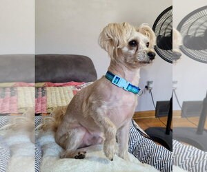 TEDDY - Male Maltese-Unknown Mix Dog for Adoption - Photo #4